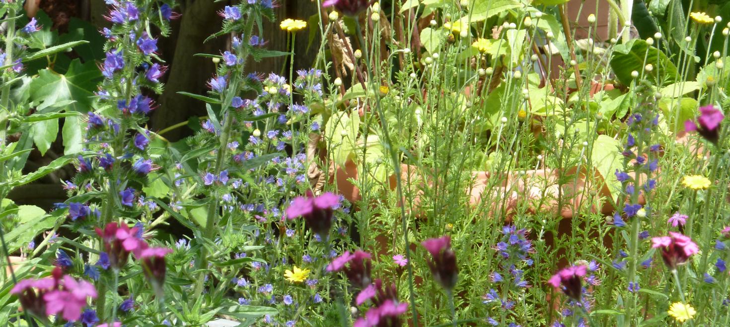 Wildstauden im Garten